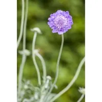 Scabiosa Columbaria Tauben-Skabiose Butterfly Blue Ca. 11x11 cm Topf