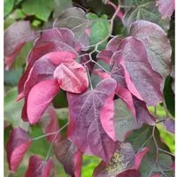 Roter Judasbaum Forest Pansy 40-60cm in rot von Baumschule