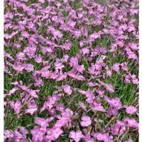 Pfingstnelke Amaranth