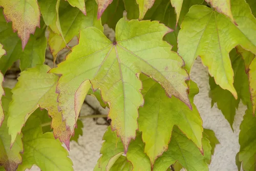 Pflanzen für Dich Kletterpflanze Parthenocissus tricuspidata 'Green Spring' - Kletterpflanze, pflegeleicht und winterhart mit leuchtend grünen Blättern, die im Herbst rot werden - ideal für Mauern und Zäune.