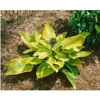 Hosta X Fortunei Aurea Funkie Ca. 11x11 cm Topf