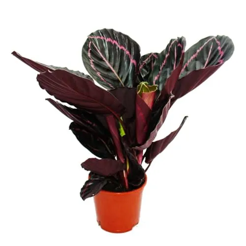 Produktbild Calathea Dottie