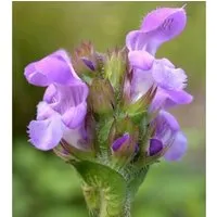 Großblütige Braunelle Loveliness Pink