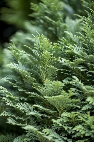 Pflanzen für Dich Konifere Chamaecyparis law. Minima Glauca, 1 St., Lawsons Scheinzypresse, Zwergzypresse, blaugrau, kompaktwüchsig