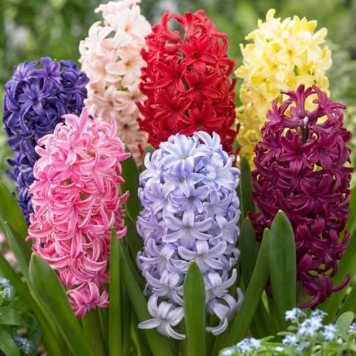 Duftende Hyazinthen (15 Zwiebeln) Kollektion, 5 Sorten, 3 von jeder Farbe, Mehrjährig, Winterhart Blumenzwiebeln Mix, Mischung aus Holland für Garten, Topf, Glas (große Hyazinth Knollen, kein Samen)