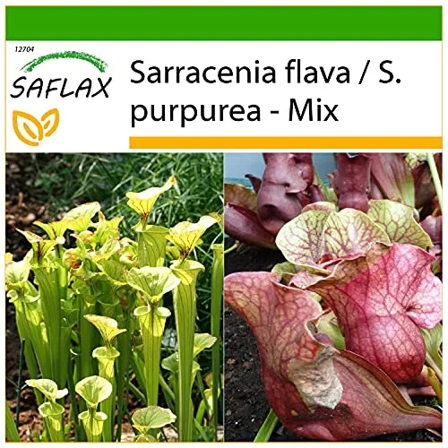 SAFLAX - Schlauch- / Kannenpflanze - 10 Samen - Mit keimfreiem Anzuchtsubstrat - Sarracenia Mix