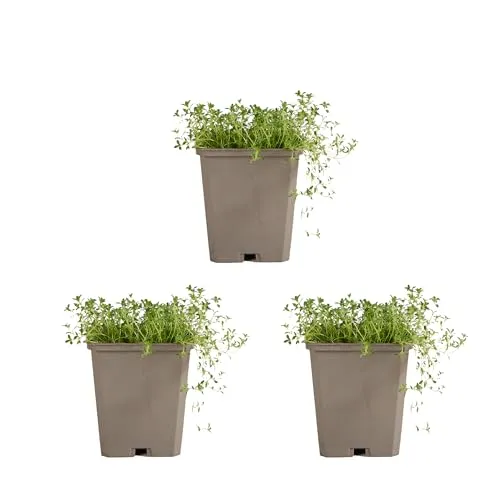 Bloomique