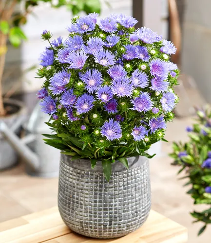 BALDUR Garten 2x Stokesia Kornblumenaster 'Blue Danube', Pflanzen im 9x9 cm-Topf, Kornblumen-Aster, winterharte mehrjährige Staude, mehrjährig, pflegeleicht, blühend, Stokesia laevis