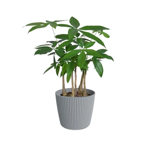 Green Me Up Glückskastanie Pachira aquatica - mehrere Stämme - große Zimmerpflanze 50-60 cm - Topf Ø16-17 cm - Milly Übertop Grau - pflegeleicht - 1x pro Woche gießen - heller Standort