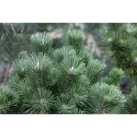 Pinus Nigra Select Schwarzkiefer 25–30 cm - Hausbäume: Robuste, winterharte Schwarzkiefer mit dichtem Nadelkleid, ideal für Kübel und als Solitärpflanze, pflegeleicht und windresistent.