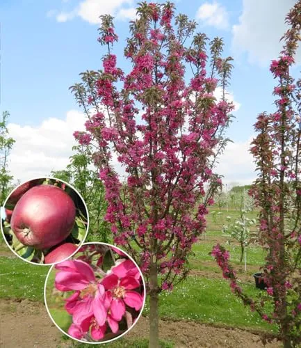 BALDUR-Garten Bäume von BALDUR-Garten