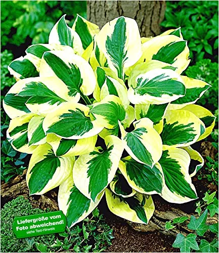 BALDUR Garten Funkien Riesen-Hosta 'Brim Cup', 2 Knollen winterhart