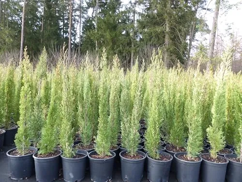 4x Mittelmeerzypresse (Toskana Zypressen) 90-120 cm - gruenwaren jakubik - Baumsamen & -pflanzen: Vier winterharte Säulenzypressen (Cupressus sempervirens) für Ihren Garten, ideal als Blickfang in Kübeln oder ausgepflanzt.