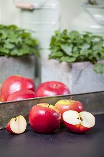Malus 'Topaz' Apfelbaum - 40 cm Stammhöhe - Obstsamen & -pflanzen mit leuchtend roten, saftigen Äpfeln und süß-säuerlichem Geschmack. Ideal für kleine Gärten, pflegeleicht und winterhart bis -25 °C.