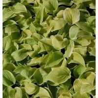 Produktbild Grünblattfunkie Fragrant Bouquet - Hosta plantaginea