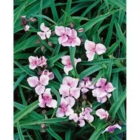 Tradescantia X Andersoniana Bilberry Ice Ca. 9x9 cm Topf