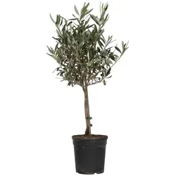 Olea Europaea - Mediterraner Olivenbaum für Garten und Balkon - Obstsamen & -pflanzen - Dieser winterharte Olivenbaum bringt mediterranes Flair in Ihren Außenbereich und trägt echte Oliven. Ideal für Garten, Terrasse oder Balkon.