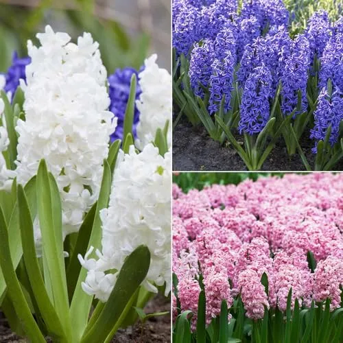 Hyazinthe, rosa, weiß & blau, vorgetrieben, Topf-Ø 12 cm, 6 Pflanzen