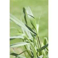 Panicum Virgatum 'Squaw'