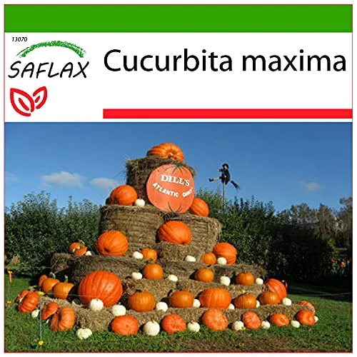 SAFLAX - Kürbis - Atlantic Giant - 7 Samen - Mit keimfreiem Anzuchtsubstrat - Cucurbita maxima
