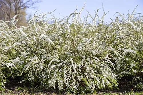 Spiraea thunbergii 10–15 cm – Winterhart, Mehrjährig, Pflegeleicht – Thunbergs Spiere – Heckenpflanze für Garten & Sichtschutz