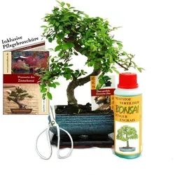 Exotenherz Bonsai Ulmus - Chinesische Ulme Geschenkset - Zimmerpflanzen Set mit 6 Jahre altem Bonsai Ulmus, ideal für Anfänger. Enthält Untersetzer, Dünger, Schere und Pflegebroschüre – ein einzigartiges Unikat für Ihr Zuhause!