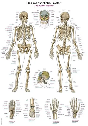 Anatomische Lehrtafel 