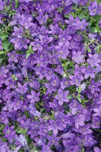 Campanula portenschlagiana 'Resholt' 9x9 cm Topf – Winterhart, Mehrjährig, Pflegeleicht – Dalmatiner-Glockenblume – Bodendecker für Beet & Steingarten