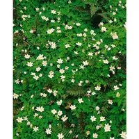 Anemone Nemorosa Alba Plena Buschwindröschen Ca. 9x9 cm Topf