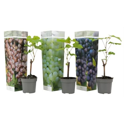 Plant in a Box - Traubenpflanzen - 3er Mix - Vitis - Weintraube - Vitis vinifera 'Cabernet franc', 'pinot gris', 'Chardonnay' - Topf 9cm - Höhe 25-40cm