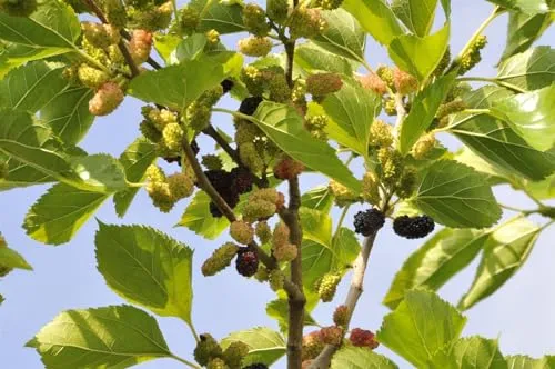 Morus Nigra Schwarze Maulbeere 80-100 cm – Frucht- und Ziergehölz - Die Schwarze Maulbeere ist ein attraktives Fruchtgehölz für Garten und Terrasse. Ihre aromatischen Beeren und das glänzende Laub bringen mediterranes Flair in jeden Außenbereich.