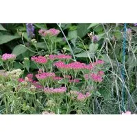 Produktbild Achillea Millefolium Cassis Schafgarbe Ca. 9x9 cm Topf