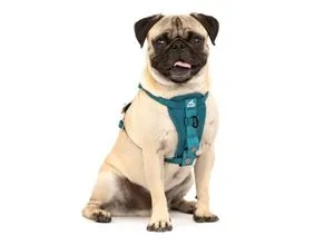 Kurgo TRU-Fit Hundegeschirr - Weiteres Autozubehör mit Crash-Test nach Kindersitzstandards für optimale Sicherheit im Auto. Verstellbar und komfortabel, ideal für Hunde von 2 bis 5 kg.