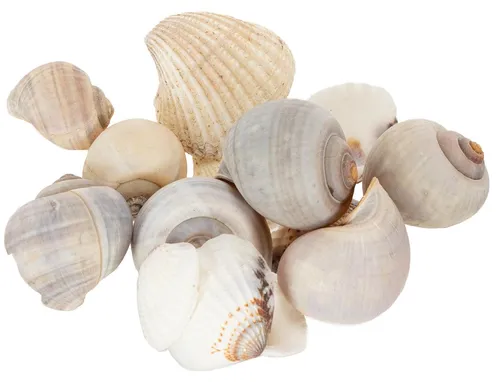Maritime Deko Schnecken und Muscheln für kreative Dekoideen & Raumgestaltung