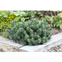 Pinus Mugo Humpy - Kompakte Bergkiefer 20–25 cm - Die kompakte Bergkiefer 'Humpy' mit dichten, tiefgrünen Nadeln ist ideal für Garten und Balkon. Pflegeleicht und formstabil, sorgt sie ganzjährig für Struktur und grüne Akzente.