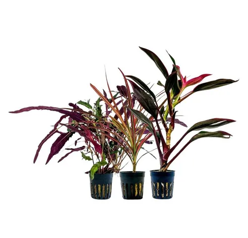 Wasserpflanzen von AquaOne