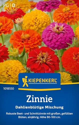 Kiepenkerl Zinniensamen Dahlienblütige Mischung 1018550 - Einjährige Blumensamen mit einer Wuchshöhe von 80 bis 100 cm und Inhalt für 50 Pflanzen - Saatgut