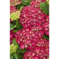 Hydrangea macrophylla 'Royal Red' - Rote Bauernhortensie mit Blütezeit von Juni bis September - Kräftig rote Blüten ziehen Schmetterlinge an und sind ideal für Kübel und Beete. Pflegeleicht und winterhart bis -20 °C, perfekt für Gartenanfänger und halbschattige Standorte.