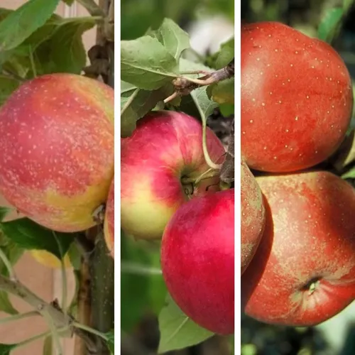Familienbaum Trio Apfelbaum Alkmene - Cox Orange - Melrose