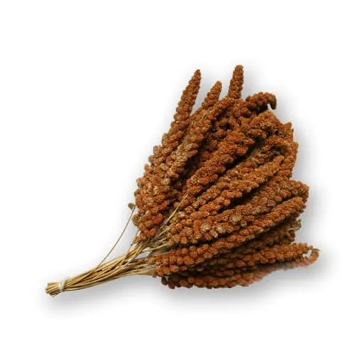 Mühle Gladen französische Kolbenhirse rot 500g - Vogelfutter Kanarien Wellensittich