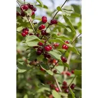 Pflanzen für Dich Rote Heckenkirsche (Lonicera xylosteum) - Ziergehölz, robust und pflegeleicht, ideal für dichte Hecken und Sichtschutz, mit dekorativen Blüten und Beeren, winterhart und stadtklimafest.