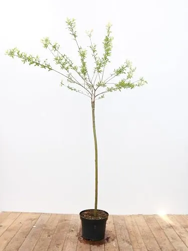 Salix integra 'Hakuro Nishiki' - Harlekinweide mit rosa-weißen Blättern - Dekorative Harlekinweide mit zartrosa und weißen Blättern, ideal für Kübel und Gärten. Pflegeleicht und winterhart bis -20 °C, bringt Farbe in jeden Garten.