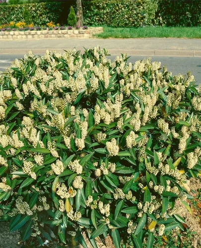Pflanzen für Dich Hecken Prunus lau. Zabeliana, 1 St., Kirschlorbeer, Lorbeerkirsche, schmalwüchsig, immergrün