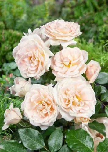 Pflanzen für Dich Rose Rosa Lion's Rose - Duftende Blüte - Die Rosa Lion's Rose verzaubert mit ihren duftenden Blüten und ist ideal für jeden Garten. Robust und pflegeleicht, bringt sie Farbe und Freude in Ihr Zuhause.