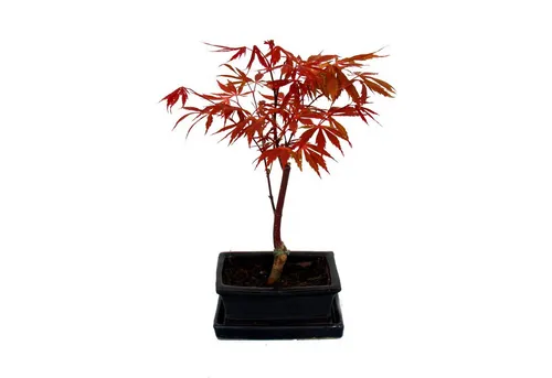 Exotenherz Japanischer Fächer-Ahorn - Bonsai in 15cm Schale - Zimmerpflanze, liebevoll handgearbeitet und einzigartig, ideal für halbschattige bis sonnige Plätze im Freien.