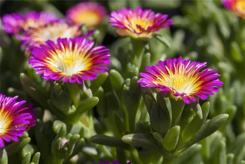 Mittagsblume Wheels of Wonder® 'Purple Wonder'