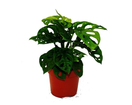 Exotenherz Zimmerpflanze Fensterblatt - Monstera