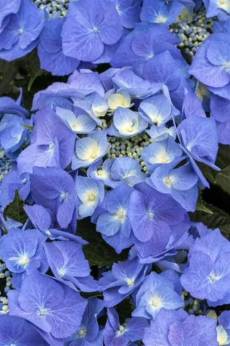 Pflanzen für Dich Gehölze Hydrangea macrophylla Blaumeise - Bauernhortensie in Blau, ideal für halbschattige, windgeschützte Standorte. Kompakte, kugelige Wuchsform sorgt für einen attraktiven Blickfang im Garten.