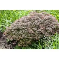 Acer palmatum 'Dissectum Garnet', Japanischer Ahorn mit rotlaubigen Blättern - Japanischer Ahorn (Acer palmatum 'Dissectum Garnet') – Eine elegante Kübelpflanze mit einzigartiger kaskadierender Wuchsform und intensiven roten Blättern, die im Herbst leuchten. Ideal für Garten und Terrasse.