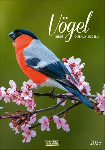 Vögel 2026: Wandkalender mit heimischen Vögeln von Korsch Verlag